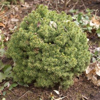 Ель канадская Picea glauca 'Alberta Globe'